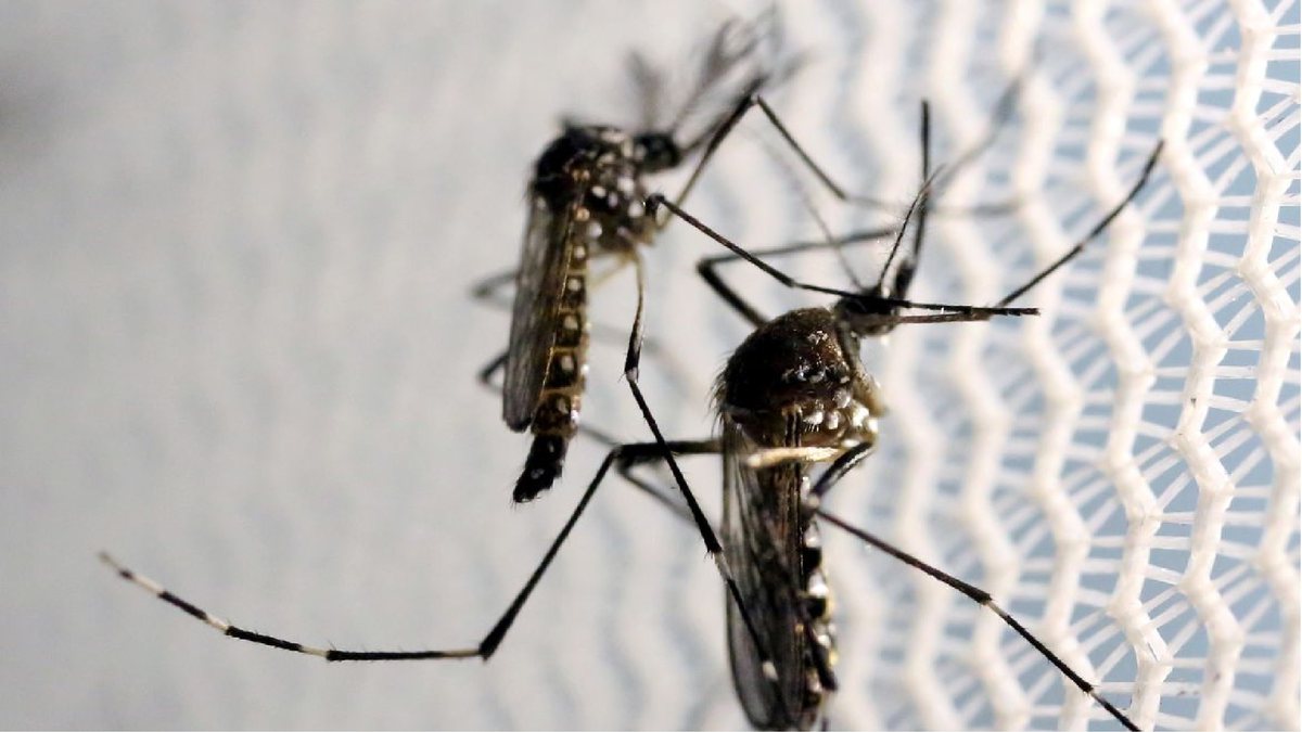 Mosquito transmissor da dengue - Divulgação/Agência Brasil
